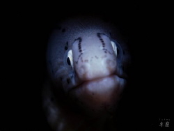 Geometric moray eel - Reunion Island by Takma Lherminier 